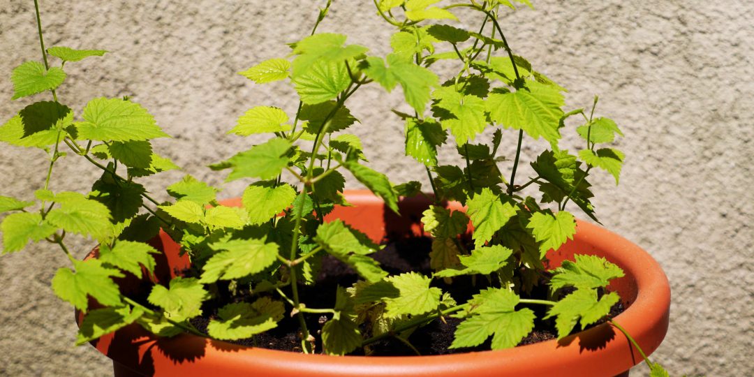 Drei Hopfenpflanzen auf dem Balkon