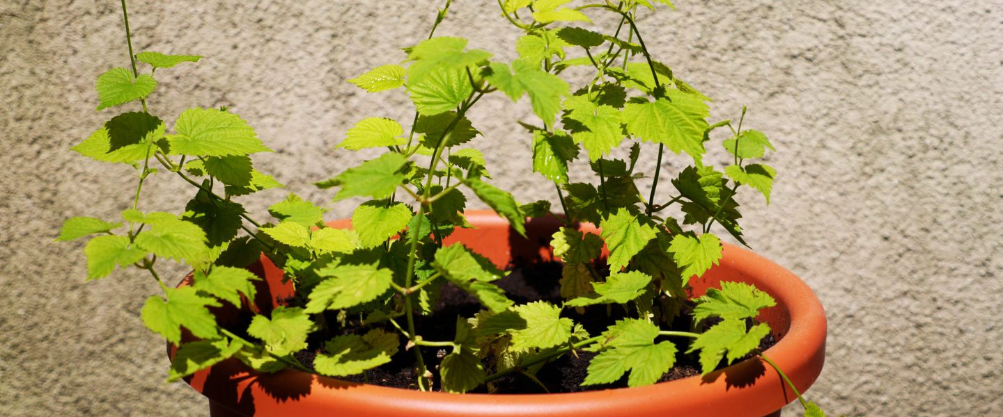 Drei Hopfenpflanzen auf dem Balkon